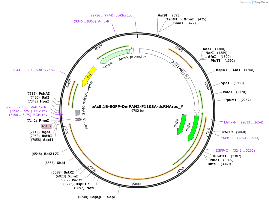 148044-plasmid-map-sequence-id-290491