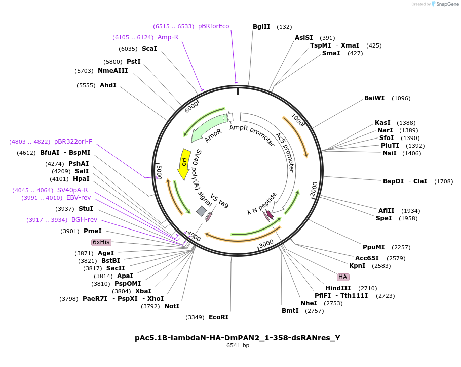 148059-plasmid-map-sequence-id-290506