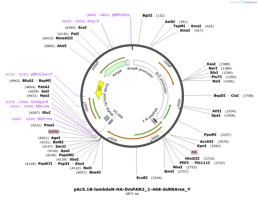 148060-plasmid-map-sequence-id-290507