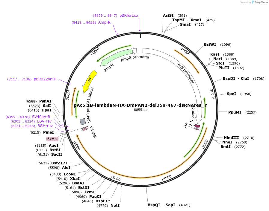 148066-plasmid-map-sequence-id-290513