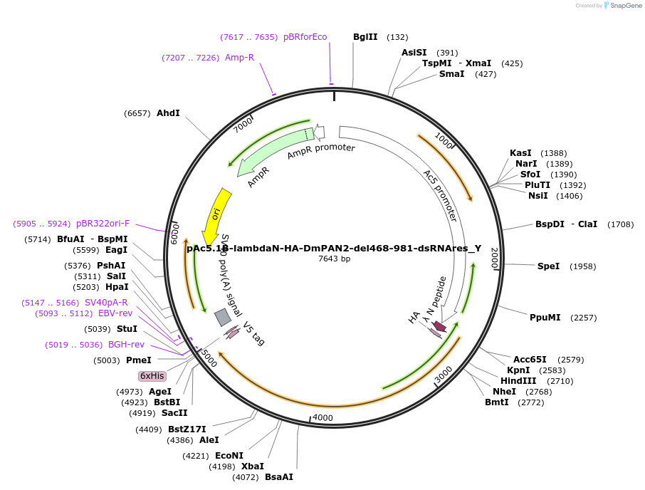 148067-plasmid-map-sequence-id-290514