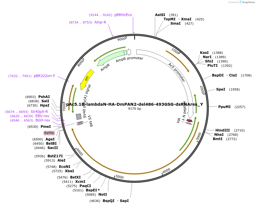148068-plasmid-map-sequence-id-290515
