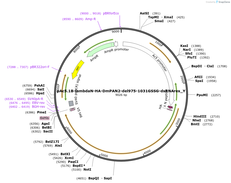 148069-plasmid-map-sequence-id-290516