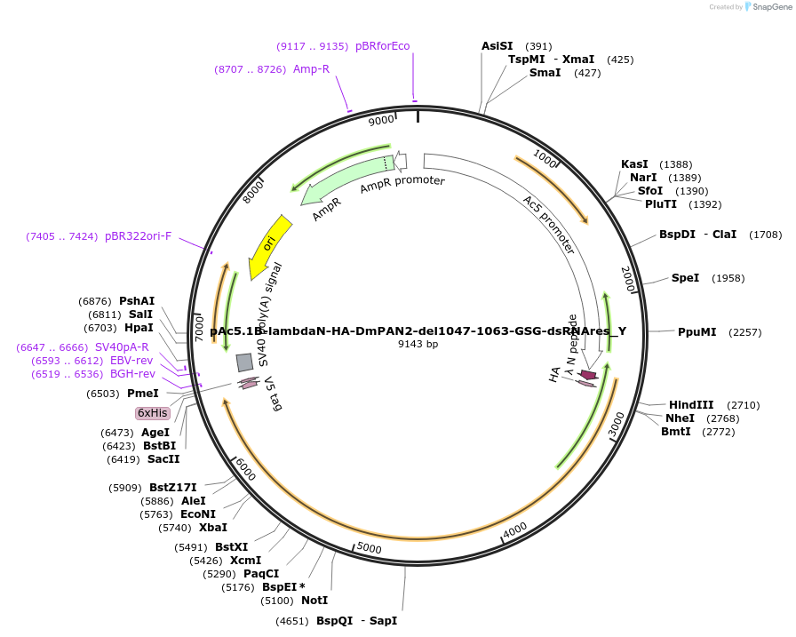 148070-plasmid-map-sequence-id-290517