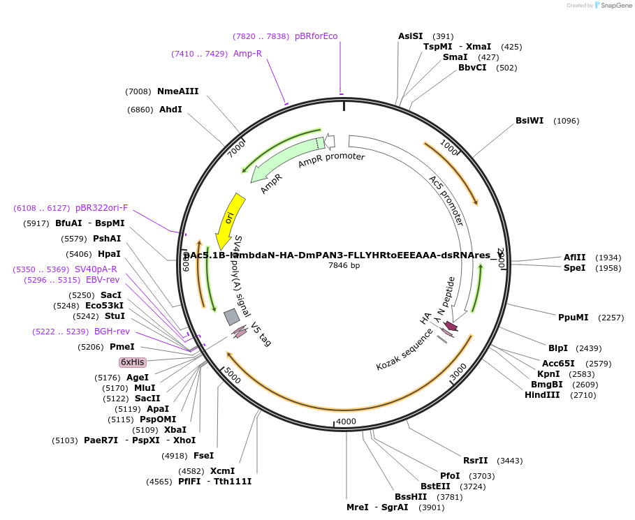148084-plasmid-map-sequence-id-290531