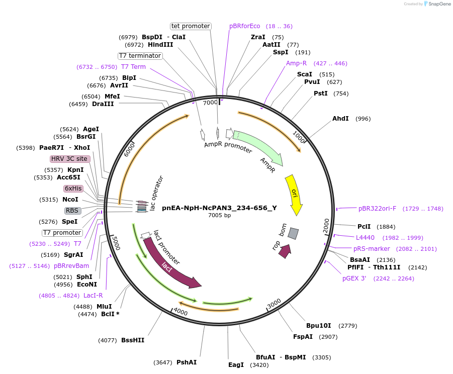 148090-plasmid-map-sequence-id-290537