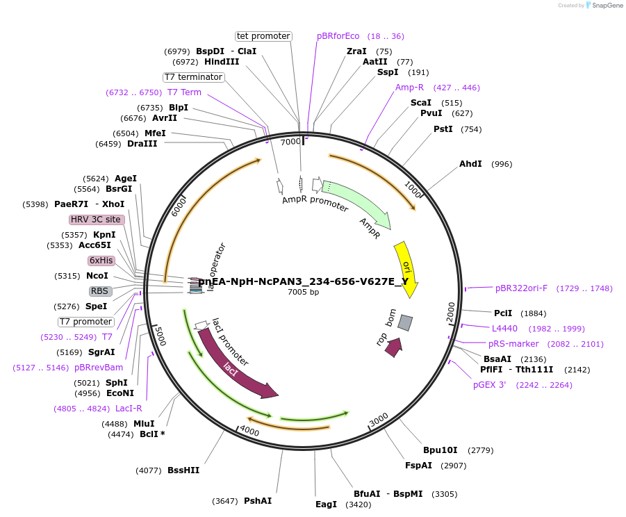 148092-plasmid-map-sequence-id-290539