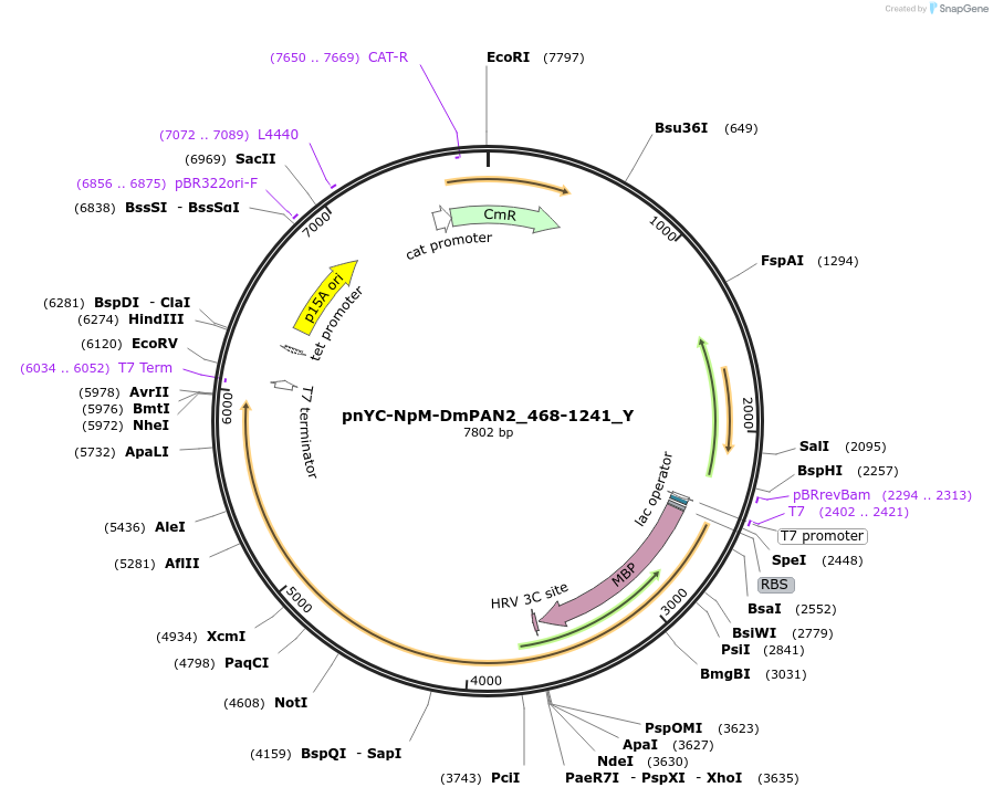 148095-plasmid-map-sequence-id-290542