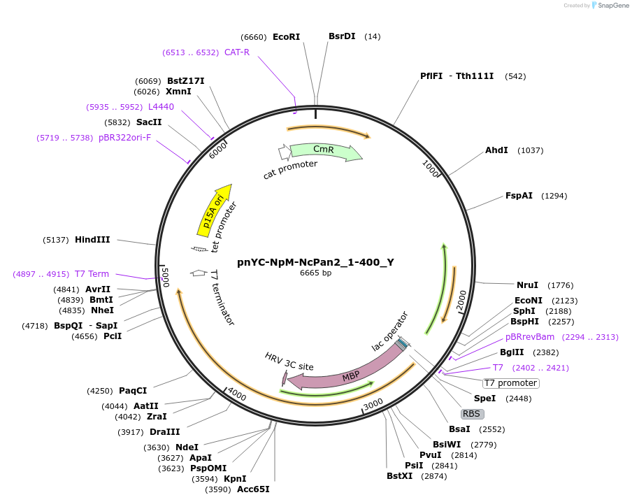 148096-plasmid-map-sequence-id-290543