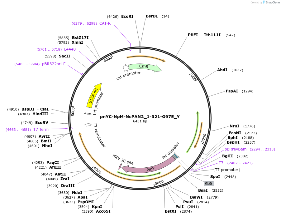 148098-plasmid-map-sequence-id-290545