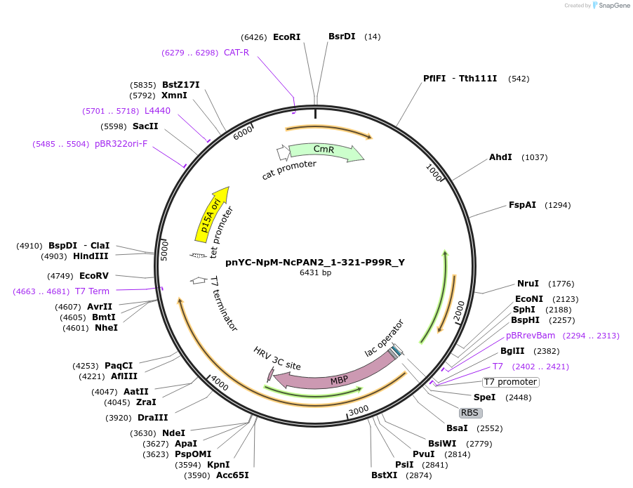 148099-plasmid-map-sequence-id-290546