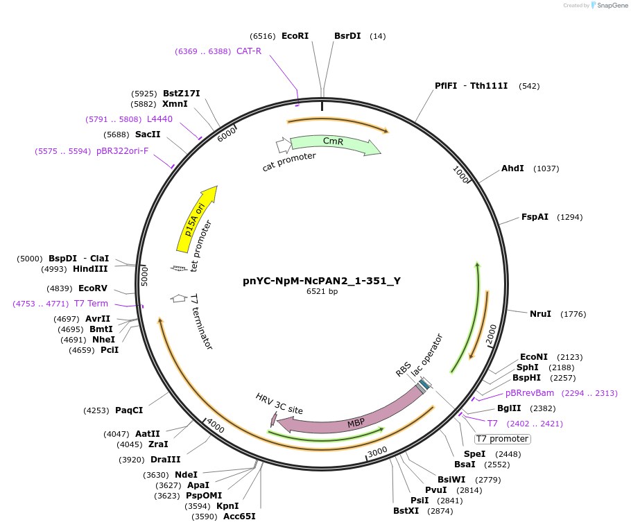 148101-plasmid-map-sequence-id-290548