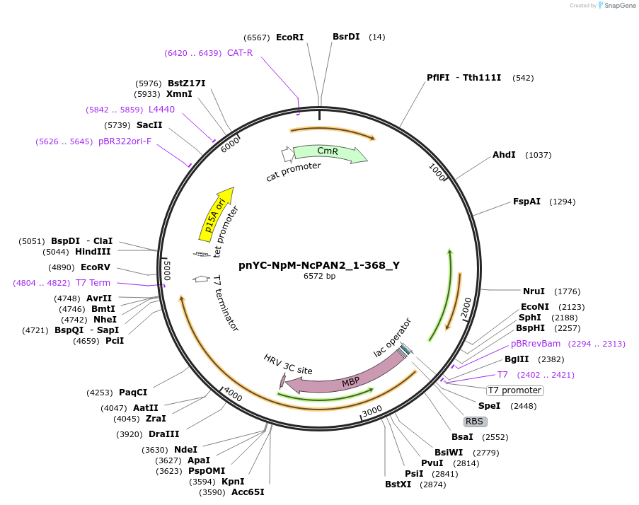 148102-plasmid-map-sequence-id-290549