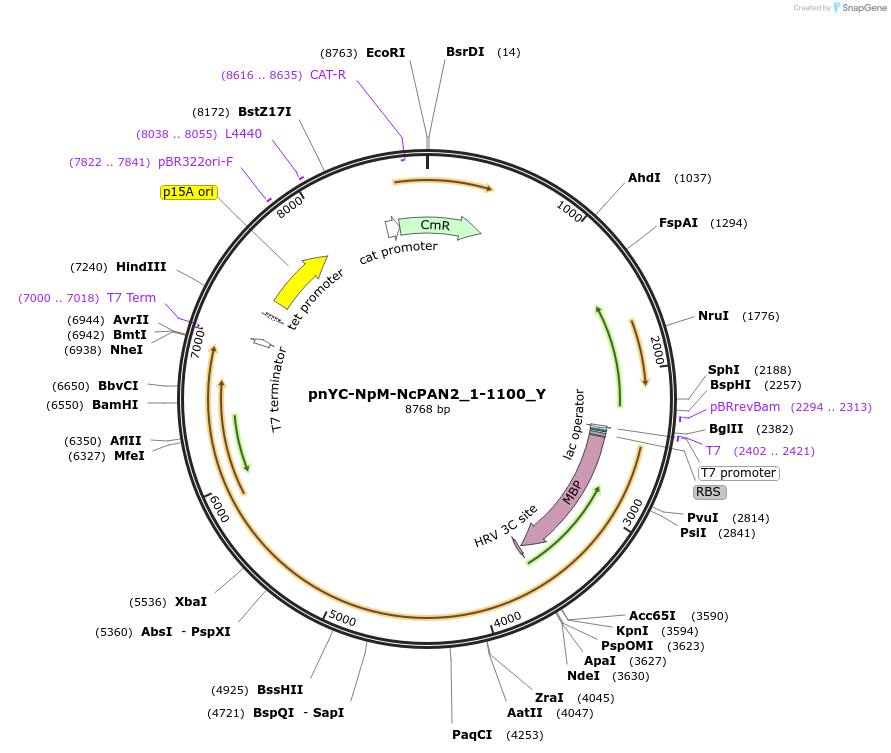 148105-plasmid-map-sequence-id-290552