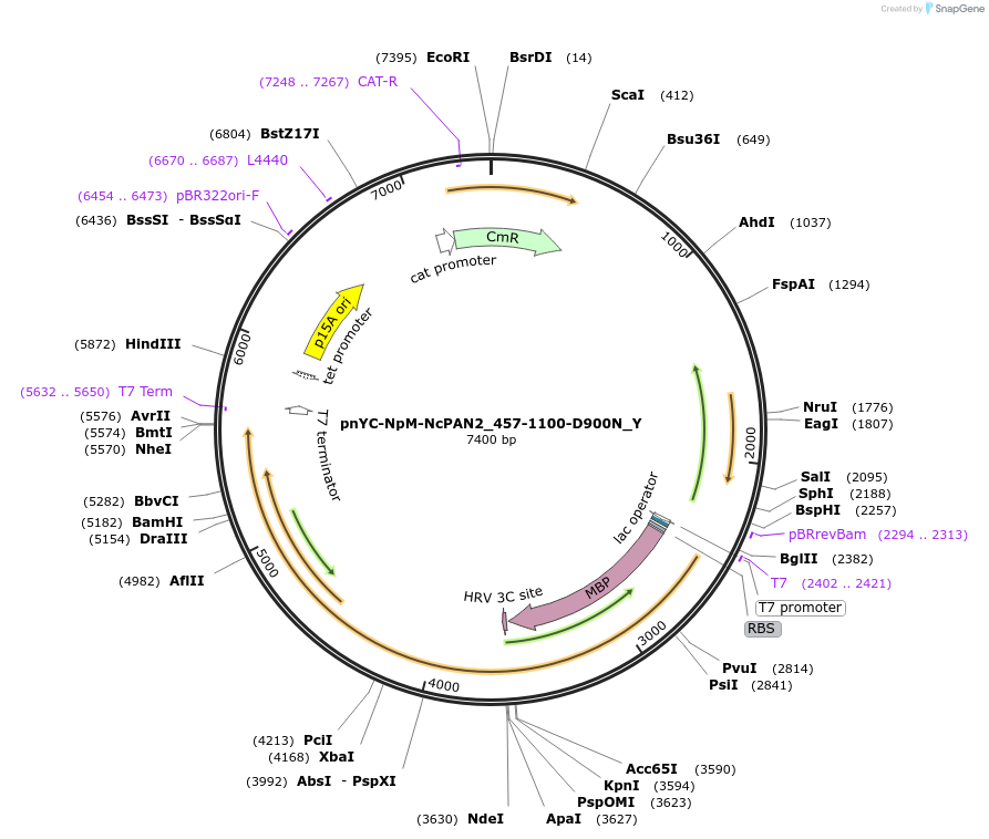148108-plasmid-map-sequence-id-290555