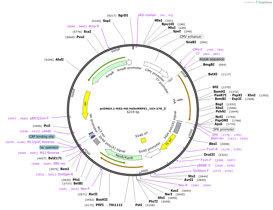 148116-plasmid-map-sequence-id-290563
