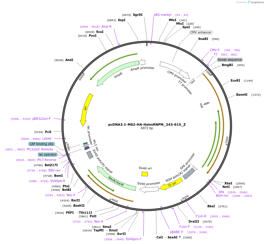 148127-plasmid-map-sequence-id-290574