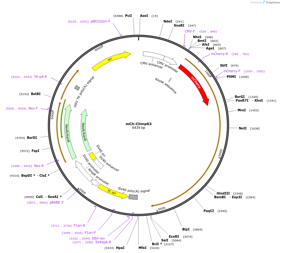 136293-plasmid-map-sequence-id-290575