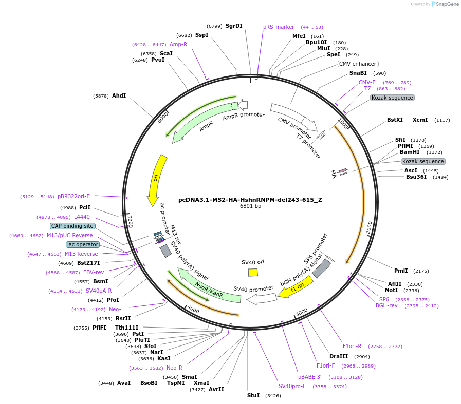 148128-plasmid-map-sequence-id-290576