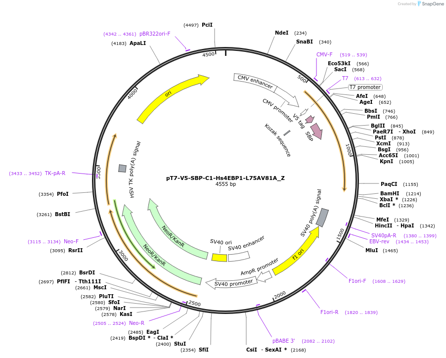 148144-plasmid-map-sequence-id-290592