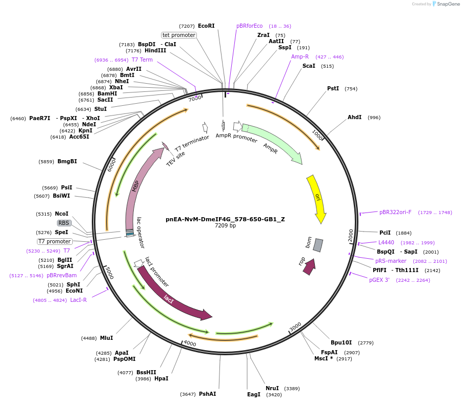 148154-plasmid-map-sequence-id-290602