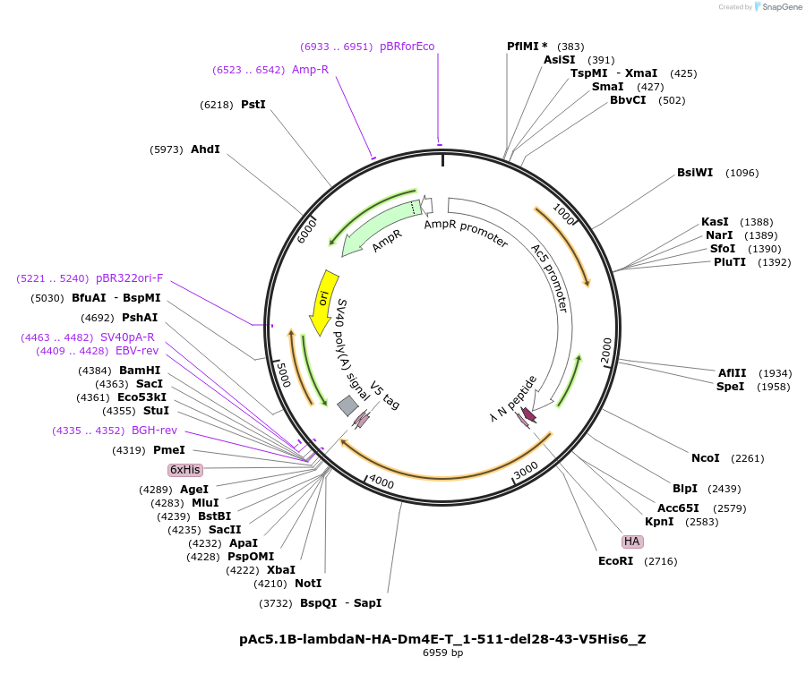 148157-plasmid-map-sequence-id-290605