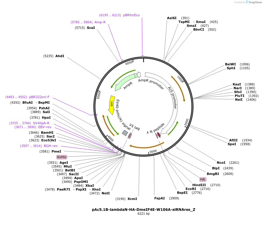 148164-plasmid-map-sequence-id-290612