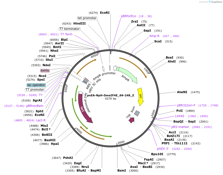 148172-plasmid-map-sequence-id-290620