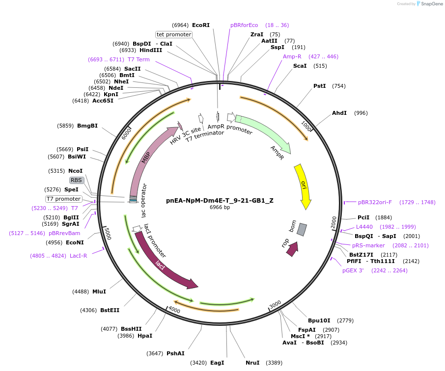 148174-plasmid-map-sequence-id-290622