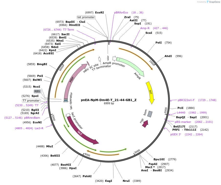 148176-plasmid-map-sequence-id-290624