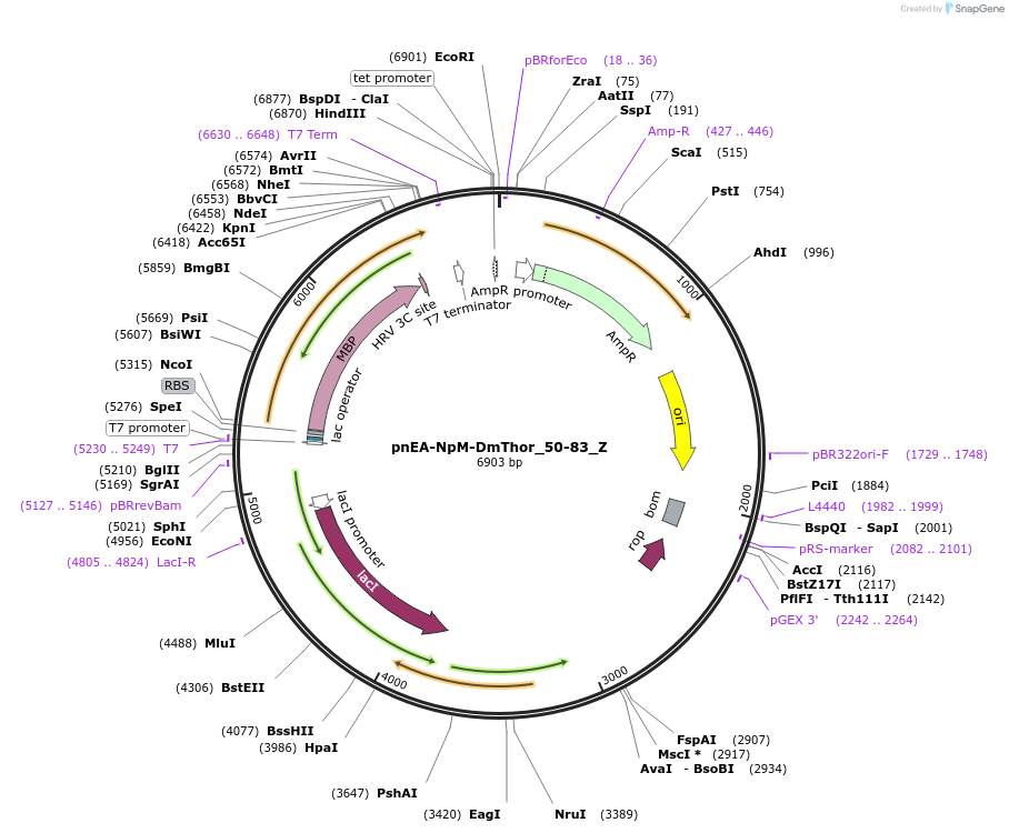 148179-plasmid-map-sequence-id-290627