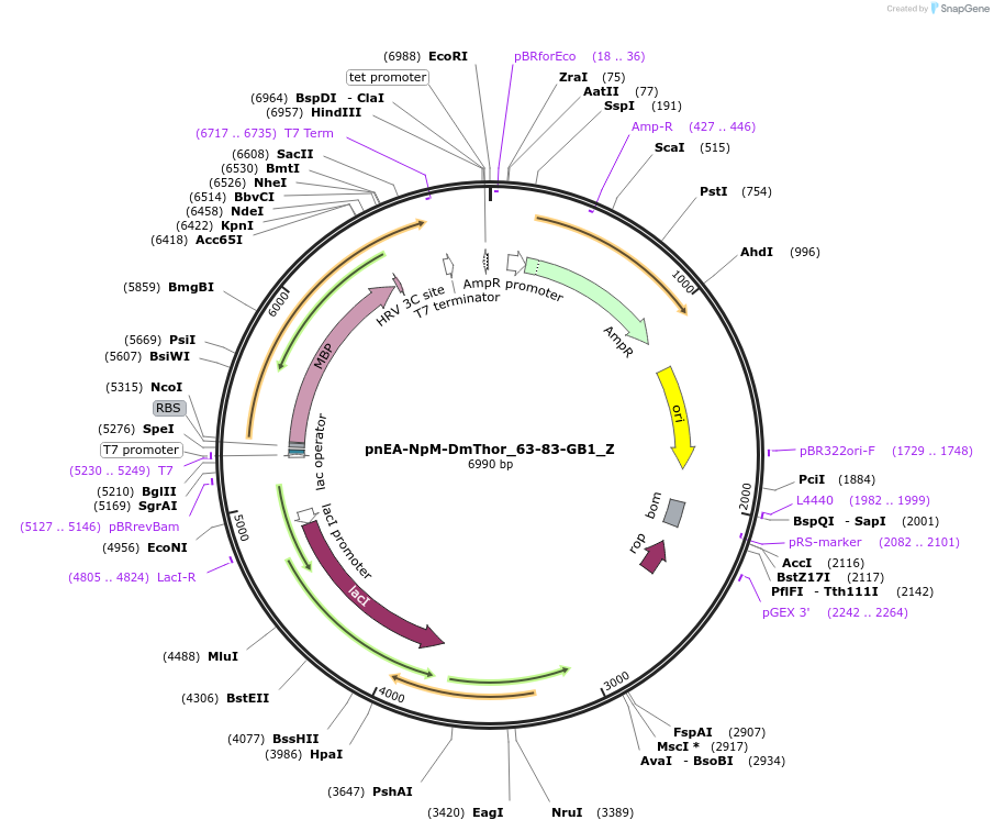 148181-plasmid-map-sequence-id-290629