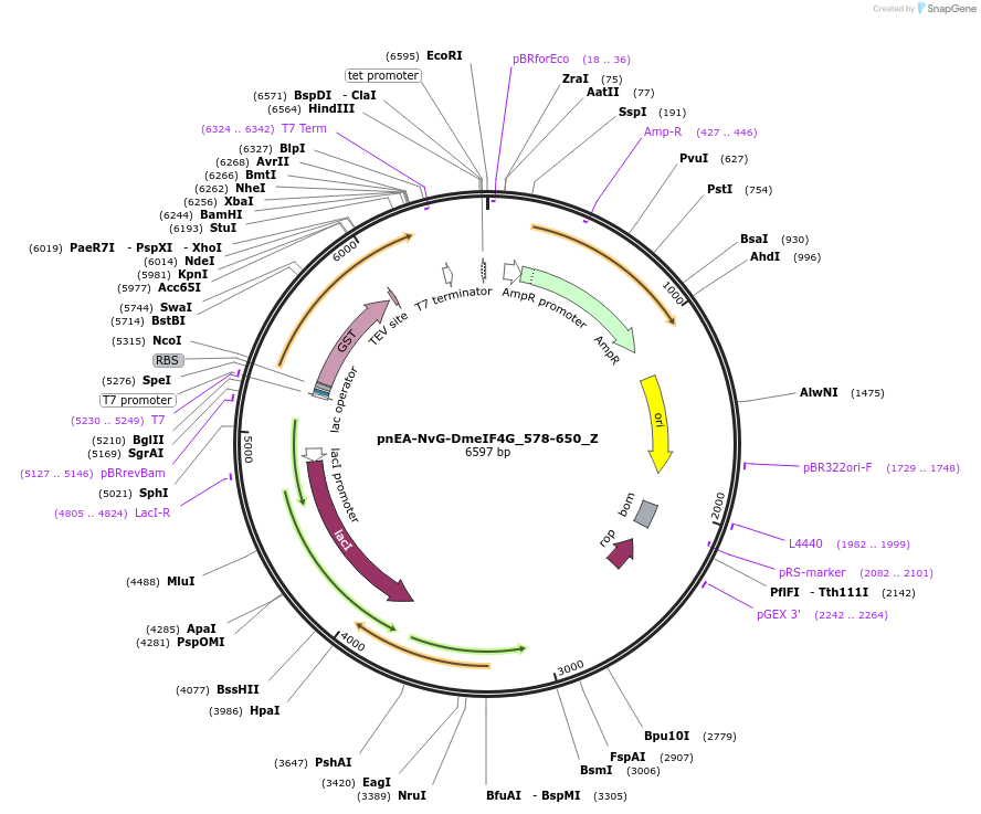 148183-plasmid-map-sequence-id-290631