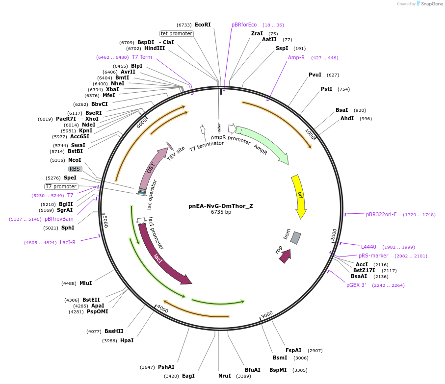 148184-plasmid-map-sequence-id-290632
