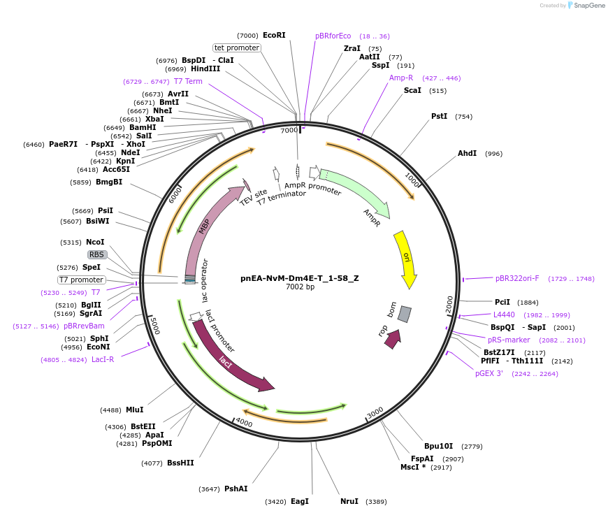 148185-plasmid-map-sequence-id-290633