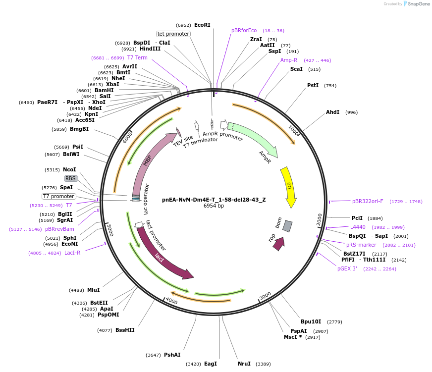 148186-plasmid-map-sequence-id-290634
