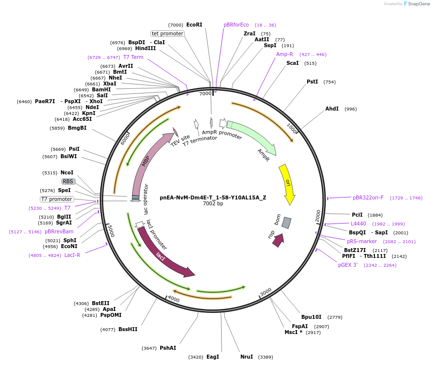 148187-plasmid-map-sequence-id-290635