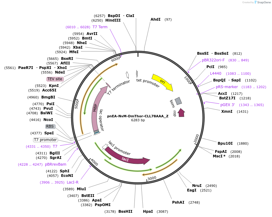 148189-plasmid-map-sequence-id-290637