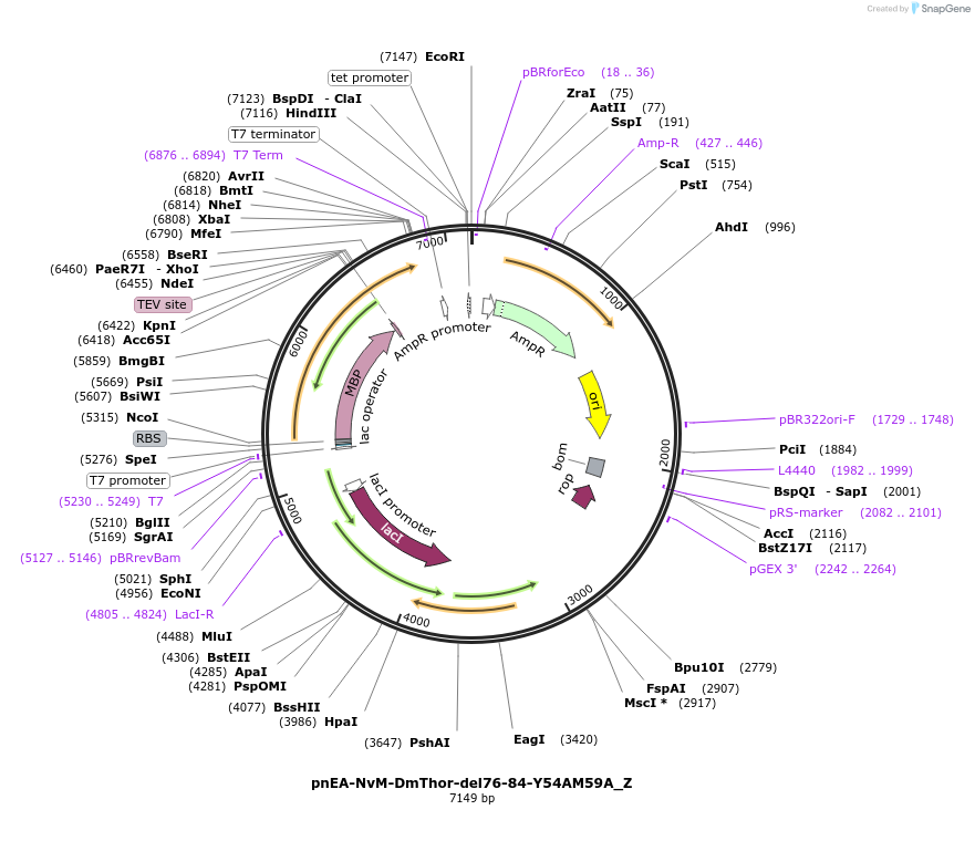 148191-plasmid-map-sequence-id-290639