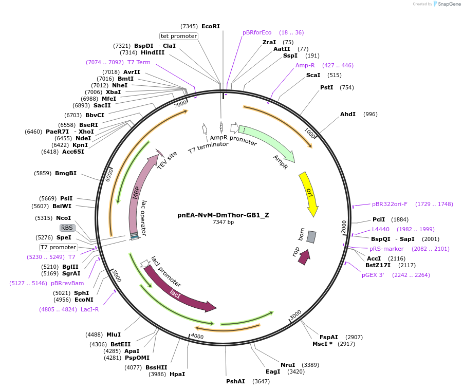 148192-plasmid-map-sequence-id-290640