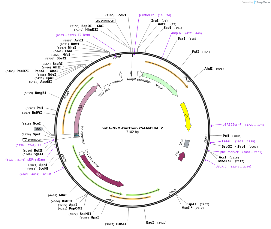 148193-plasmid-map-sequence-id-290641