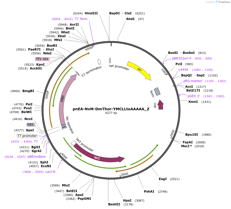 148194-plasmid-map-sequence-id-290642