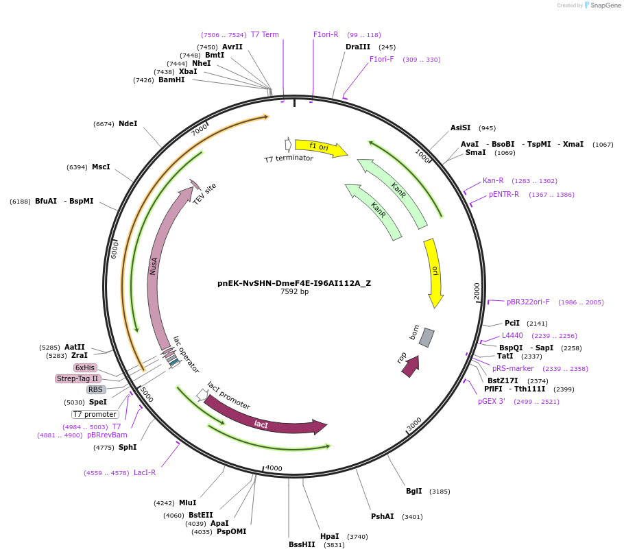 148197-plasmid-map-sequence-id-290645