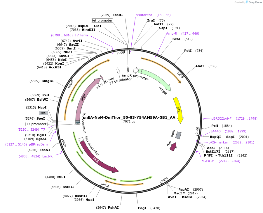 148284-plasmid-map-sequence-id-290732