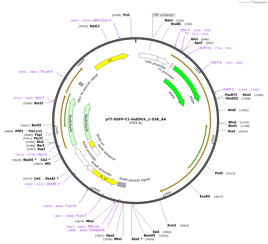 148285-plasmid-map-sequence-id-290733