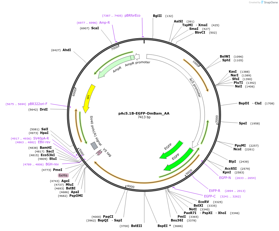 148287-plasmid-map-sequence-id-290735