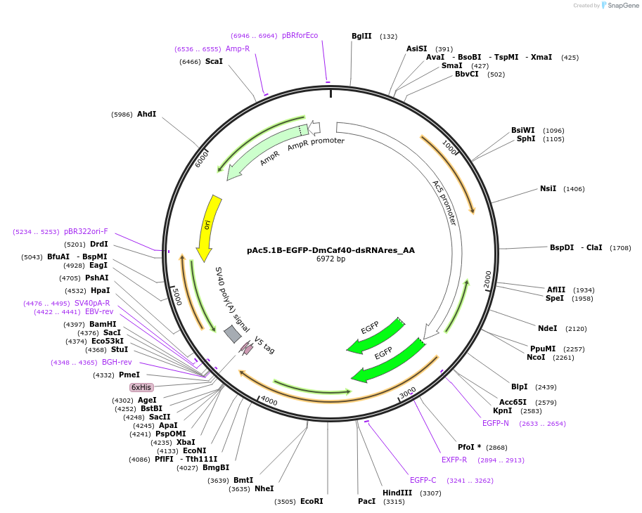 148288-plasmid-map-sequence-id-290736