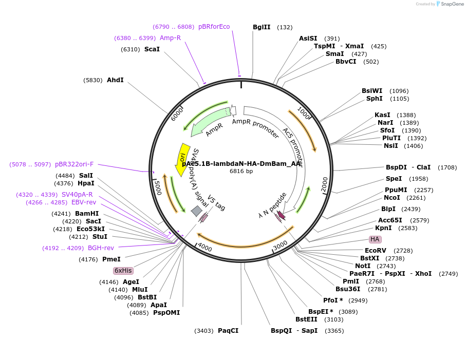 148289-plasmid-map-sequence-id-290737
