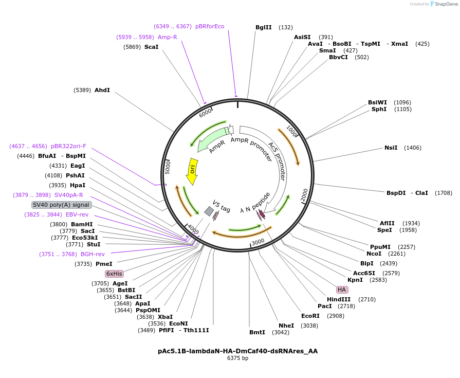 148290-plasmid-map-sequence-id-290738