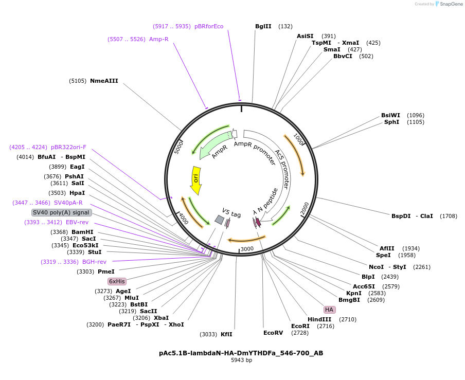 290750_map